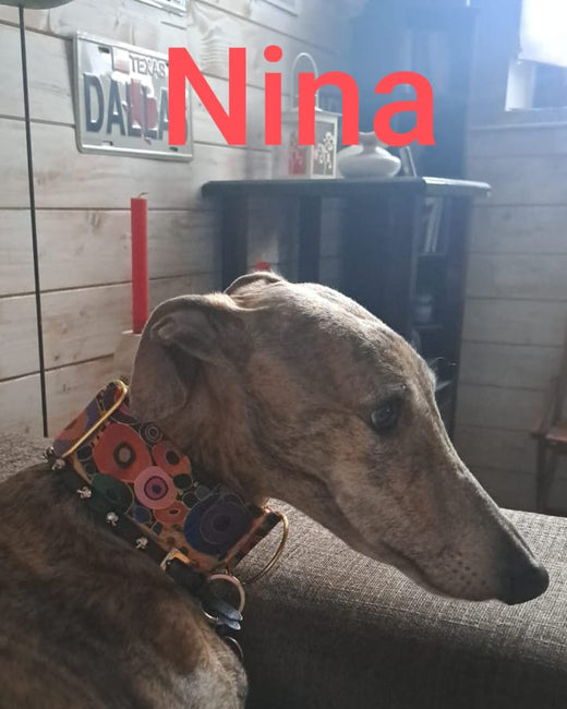 Foto cliente Noble Hound