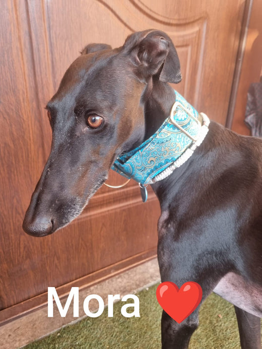 Foto cliente Noble Hound