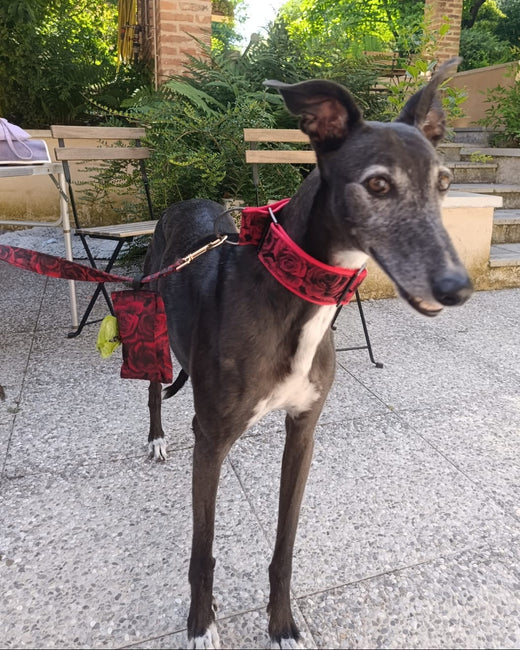 Foto cliente Noble Hound